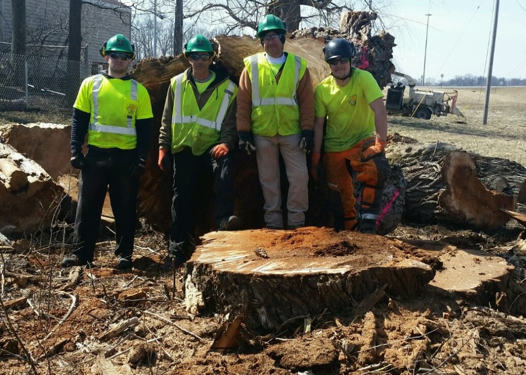Large willow tree removal-Pontiac, MI