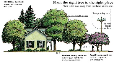 Where To Plant your Tree