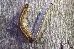 Eastern Tent Caterpillar On tree