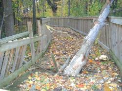 Fallen tree in Davison, MI