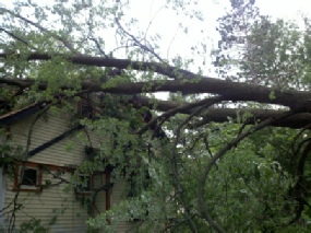 Storm damaged tree removal Genesee County MI