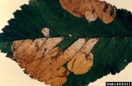 Elm  leafminer insect