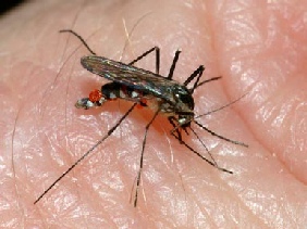 Mosquito control spraying-Lapeer County-MI
