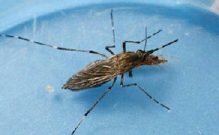 Mosquito control spraying-Oakland County-MI