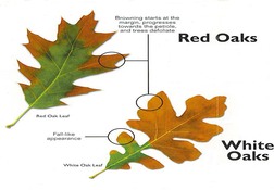 Oak Wilt Symptoms on leaves