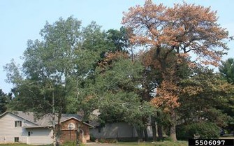 Oak Wilt damage on Tree