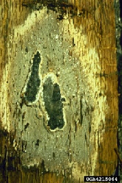 Spore pad from Oak Wilt