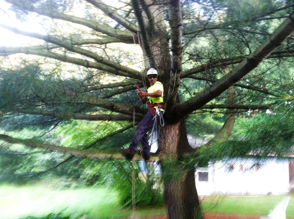 Tree trimming Oakland County MI