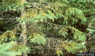 Brown needles on spruce tree