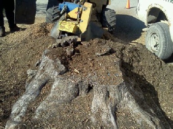 Stump grinding Oakland County MI