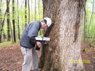Tree inspection & diagnosis-resistograph