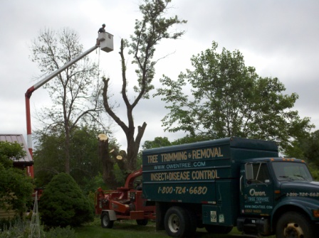 Tree removal Genesee County MI