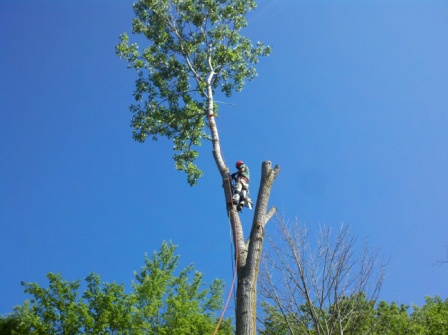 Tree Removal in Metamora, MI