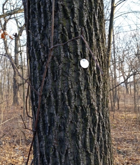 Tree survey-tree tagging