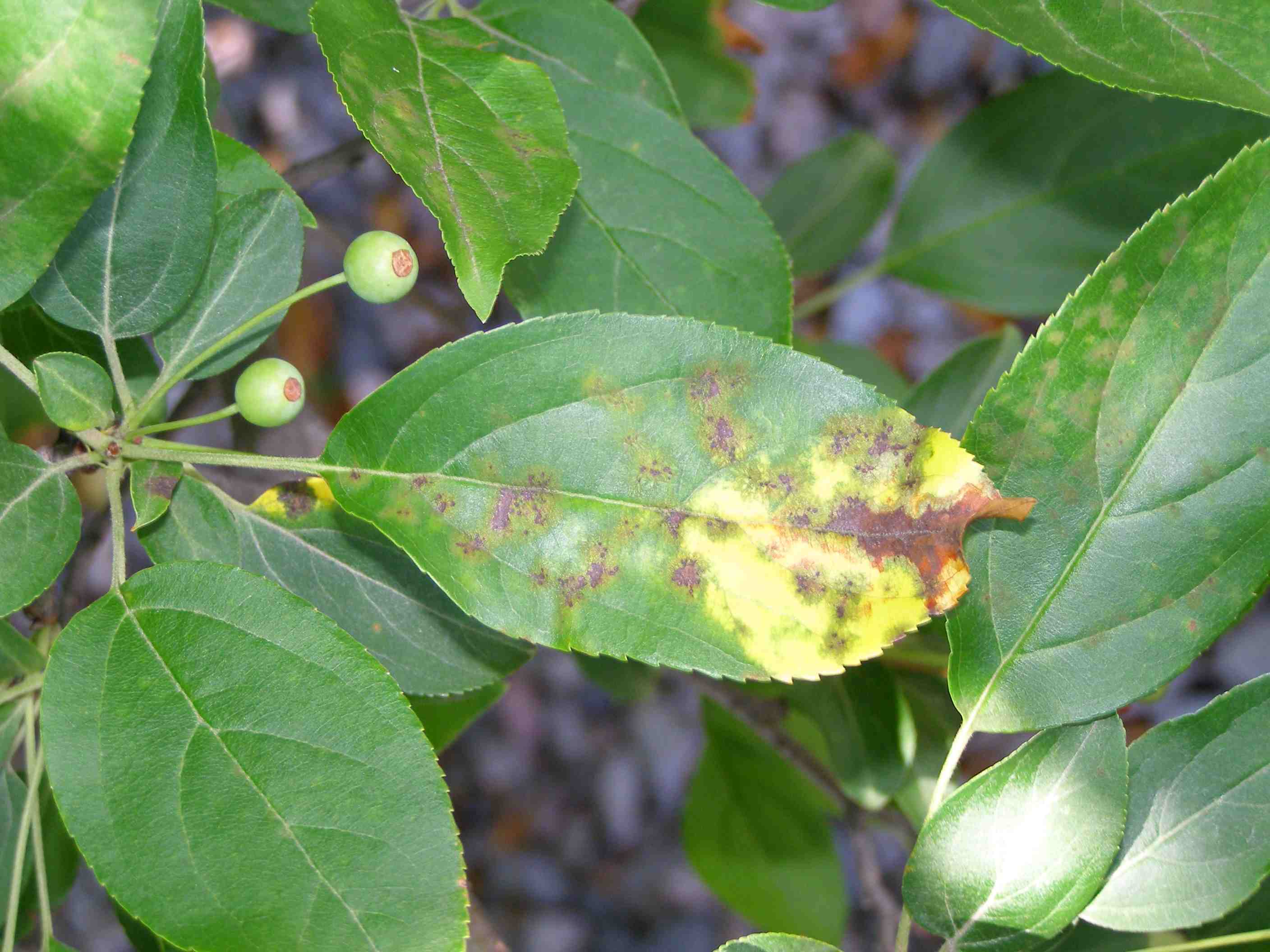 Apple Scab infection on crabapple leaves. Photo: University of Minnesota, Apple Scab Information