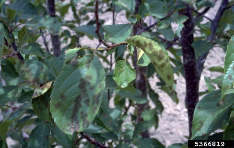 Apple scab leaf disease on crabapple leaf. Photo: William Jacobi, Colorado State University, Bugwood.org