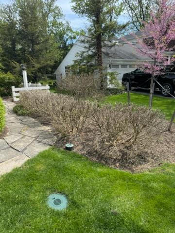 Boxwood hedge defoliated by box tree moth.