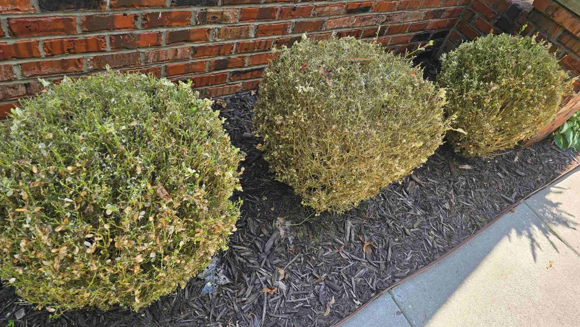 Boxwood shrub damage from box tree moth. | Tim Lindley, Owen Tree Service