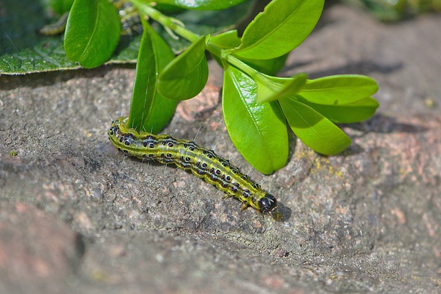 Box Tree Moth caterpillar. | Helga Kattinger, Pixabay.com