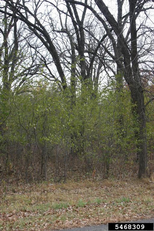 Buckthorn plants on edge of wooded area. Buckthorn stays green late into the fall. | Steven Katovich, Bugwood.org 