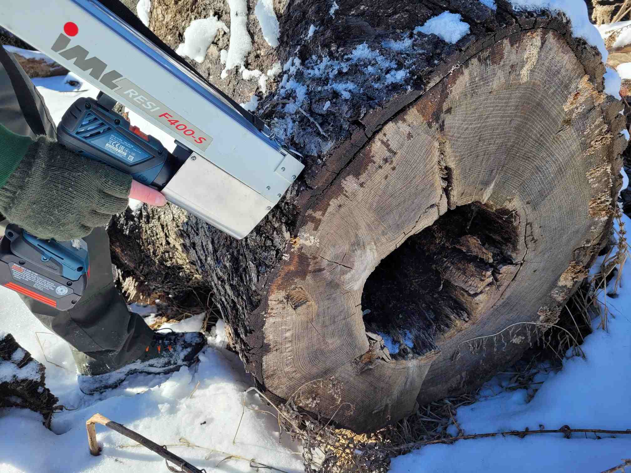 The Resistograph can be used to determine if a tree is hollow and the size of a hollow area in a tree trunk. | Ryan Crosby, Owen Tree Service