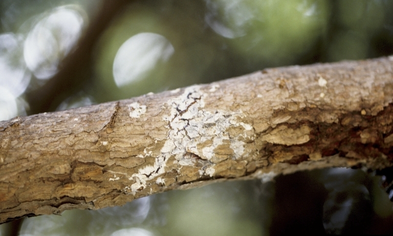 Cytospora canker on spruce. Photo: Joseph OBrien, USDA Forest Service, Bugwood.org