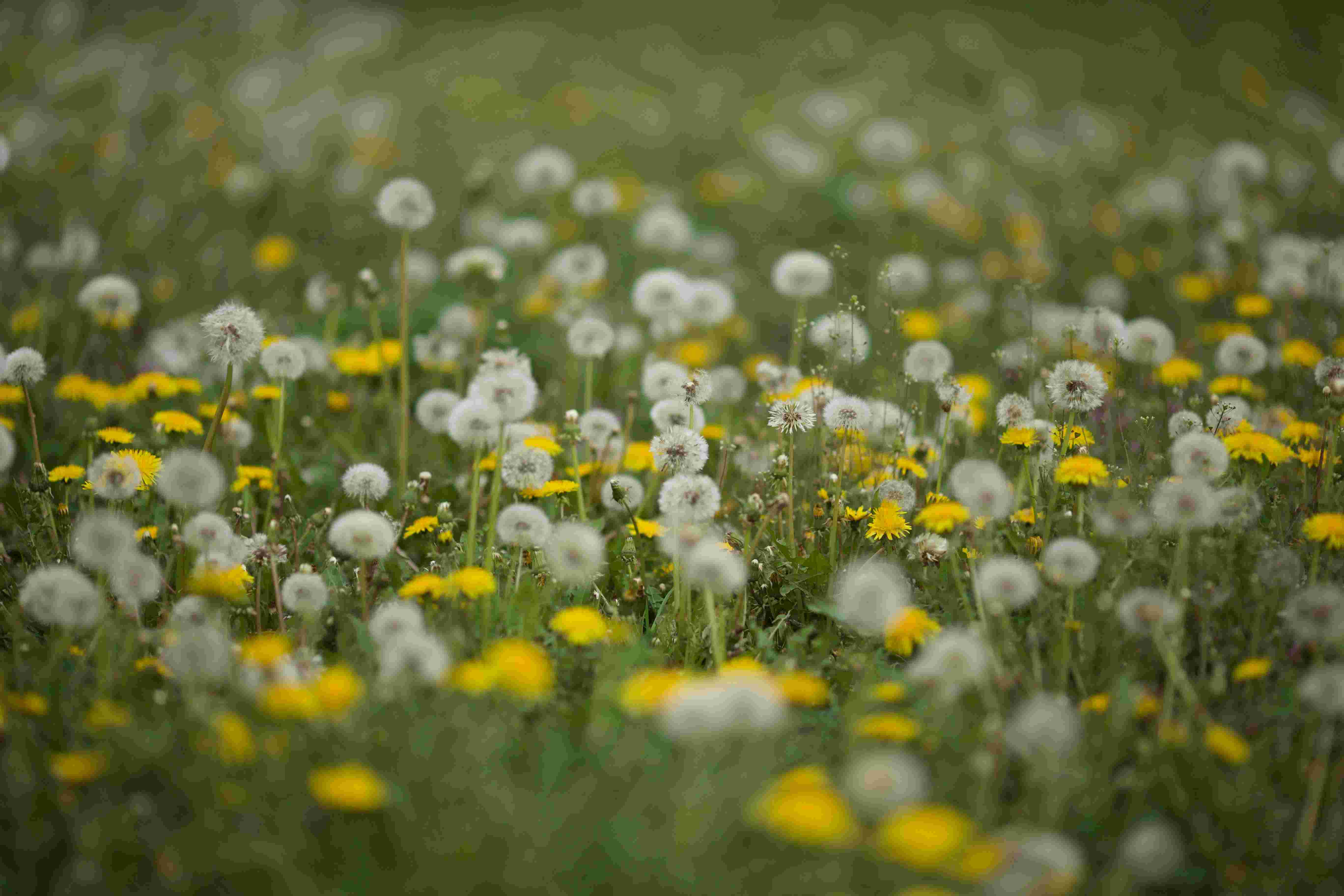 Dandelion Flowers seeds