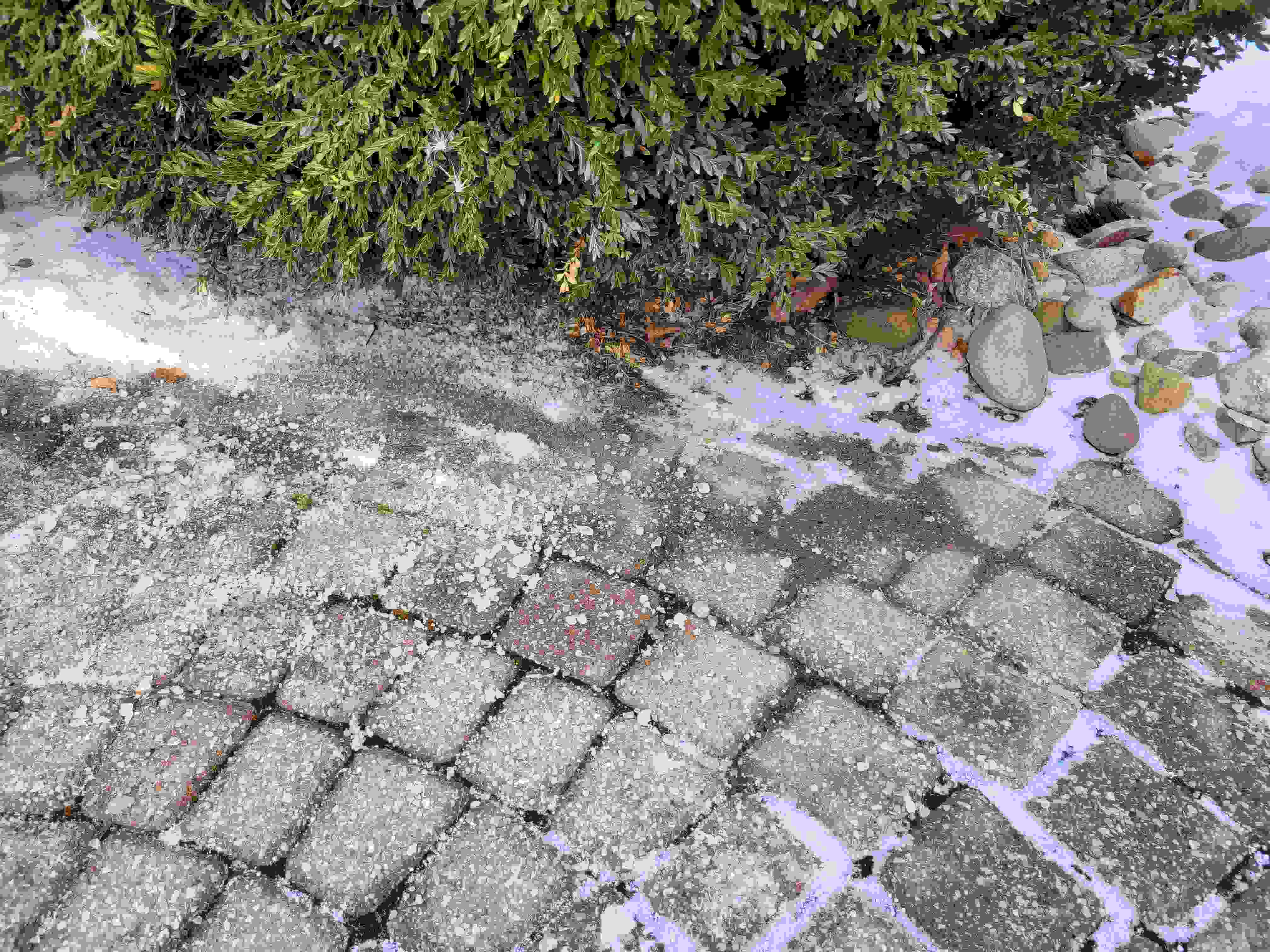 De-icing salts near root zone of boxwood shrubs. | Tom Morgan, Owen Tree Service