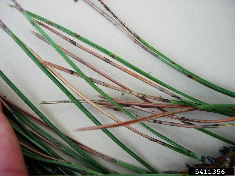 Dothistroma on pine needles