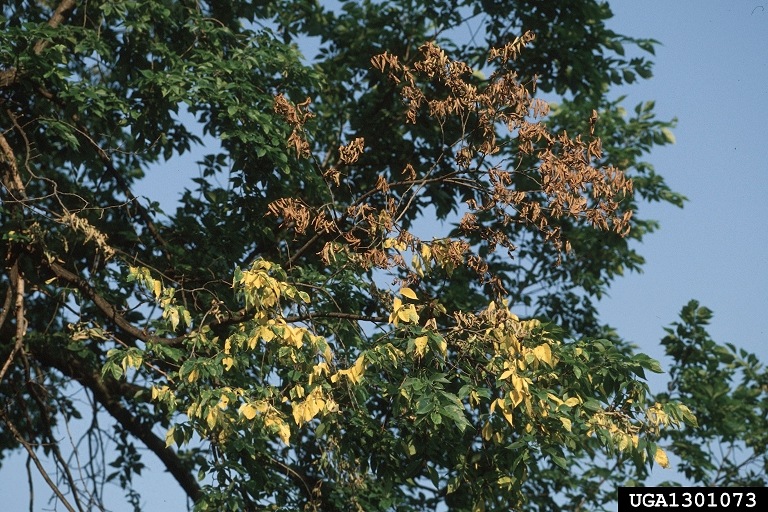 Yellow and wilting leaves from Dutch elm disease. | Joseph Obrien, USDA Forest Service, Bugwood.org