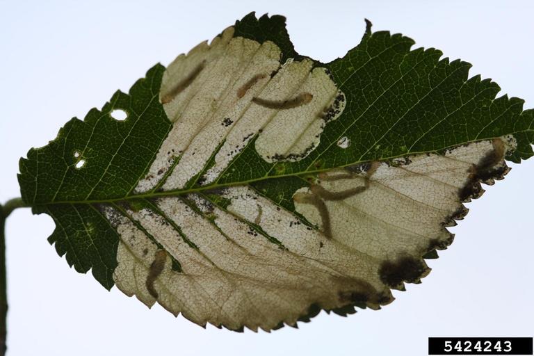 Elm Leafminer