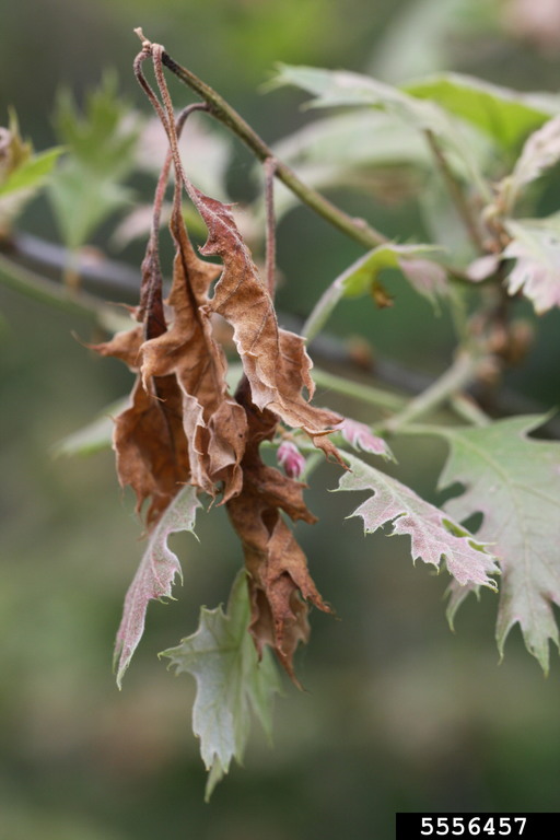 Frost injury on oak, 15 days after frost occurred. | Steven Katovich, Bugwood.org