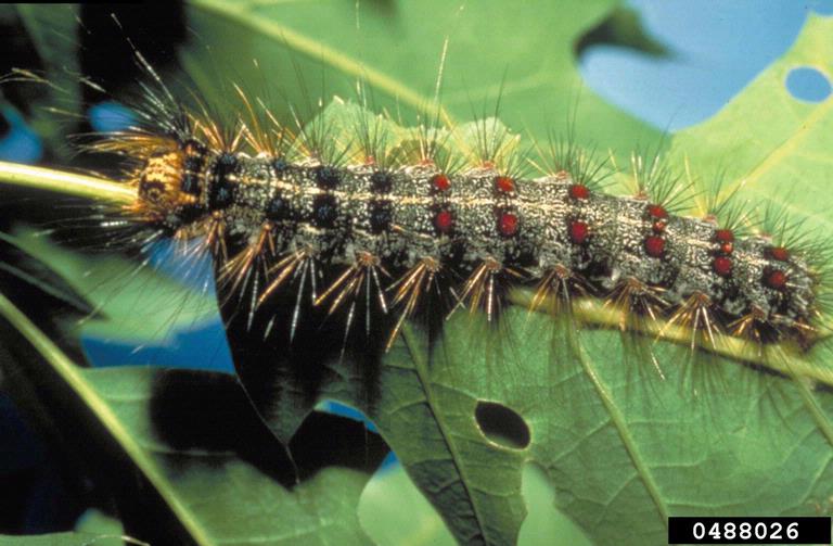 Spongy moth (formerly known as Gypsy Moth) caterpillar. | John Ghent, Bugwood.org