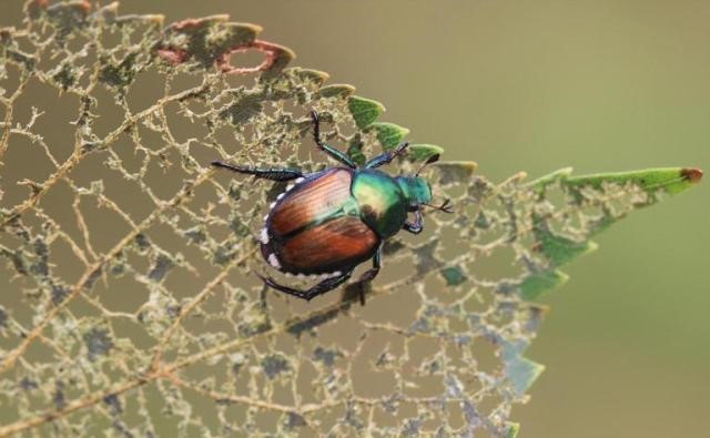 Japanese Beetle adult on littleleaf linden. Photo: Steven Katovich USDA Forest Service Bugwood.org