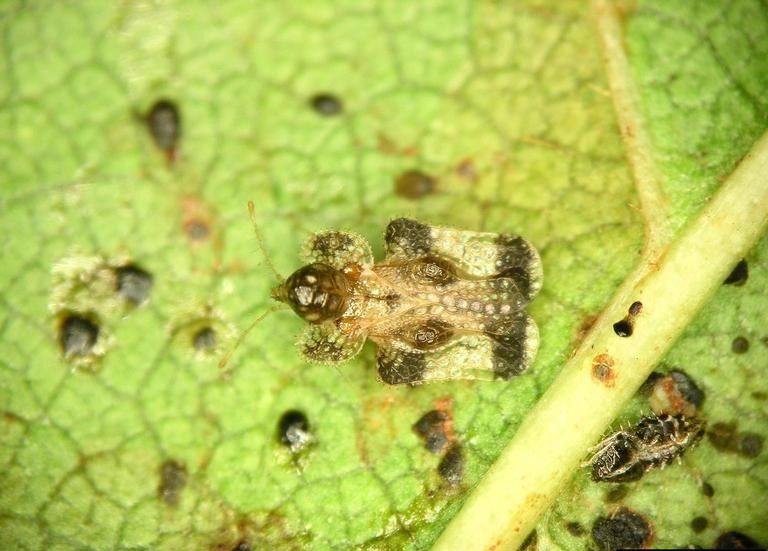 Lacebug adult and distinctive spotting on leaf.|Paul Bachi, Univ of Kentucky, Bugwood.org