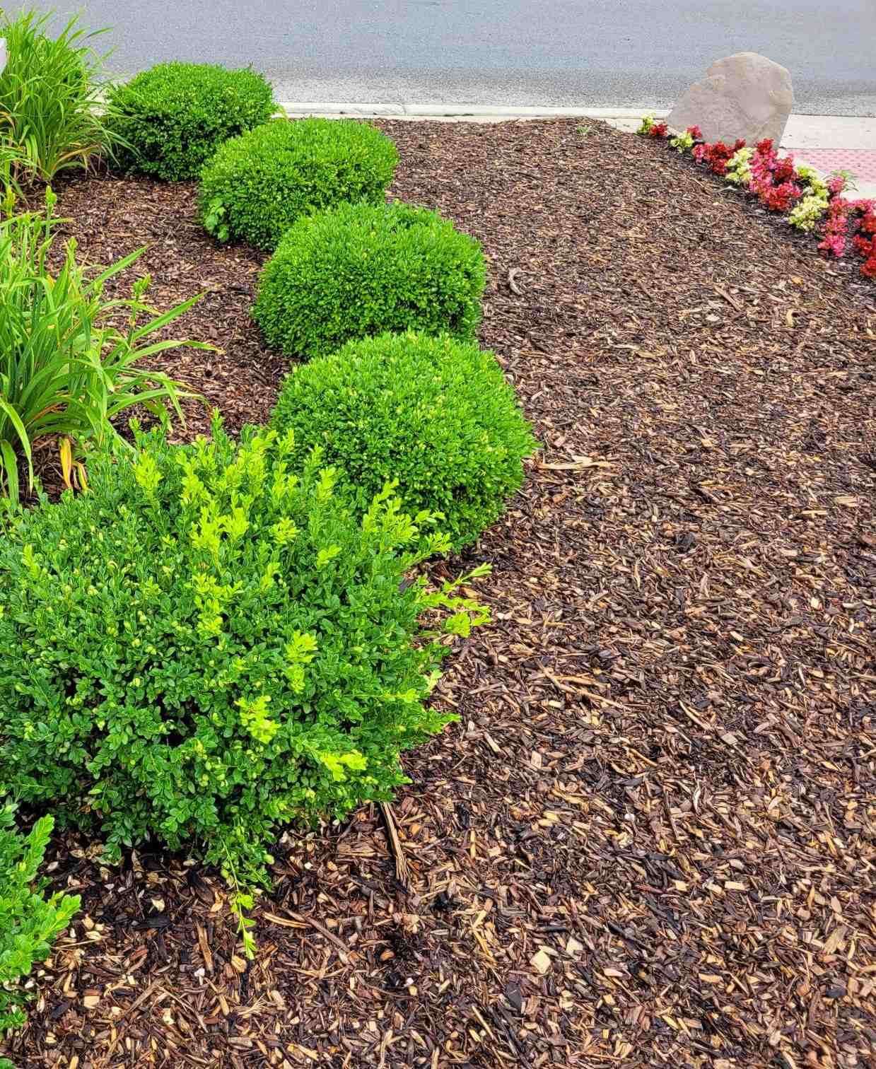 Freshly mulched boxwood shrubs. | Tom Morgan, Owen Tree & Lawn Care