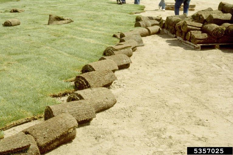 Laying sod for new lawn. Photo: William M. Brown Jr., Bugwood.org