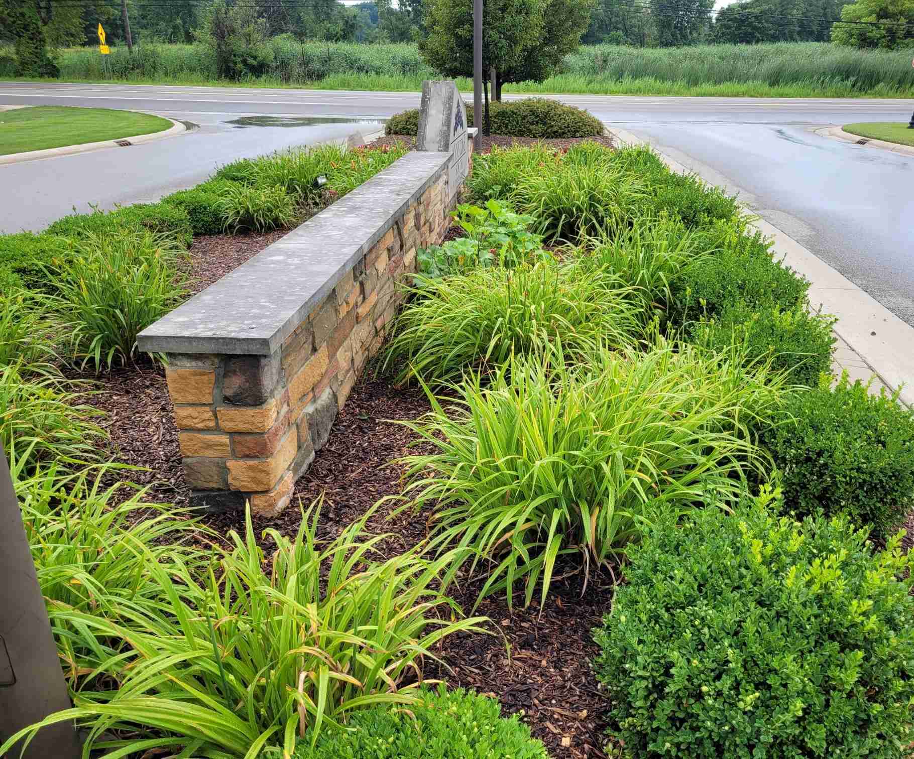 Mulched boxwood and daylily shrub bed. | Tom Morgan, Owen Tree & Lawn Care