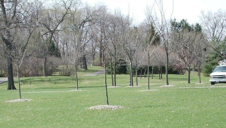 Mulching of new tree plantings. | Joseph OBrien, USDA Forest Service, Bugwood.org