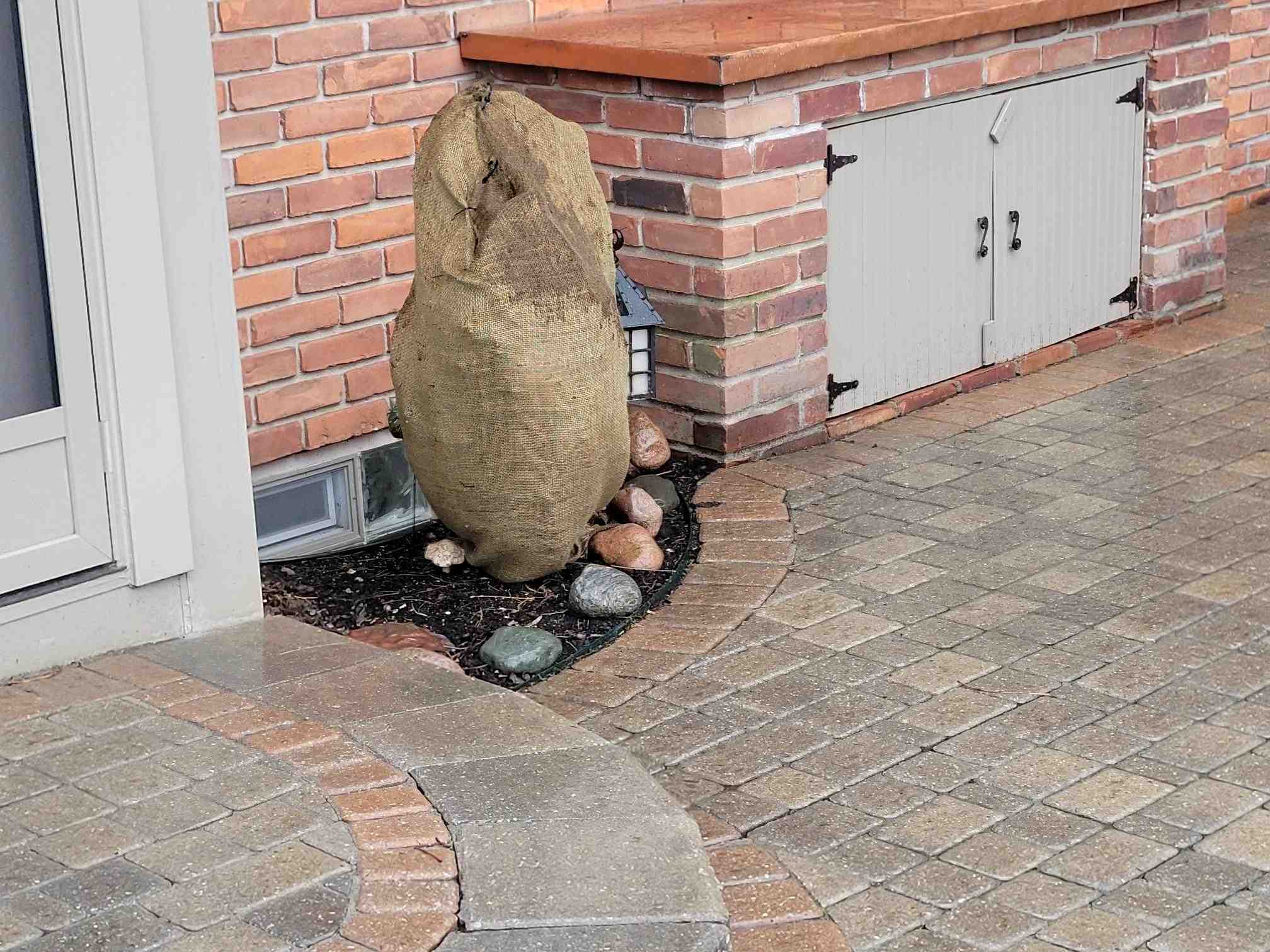 Wrapping shrubs in burlap over the winter can help prevent winter injury. | Tom Morgan, Owen Tree & Lawn Care