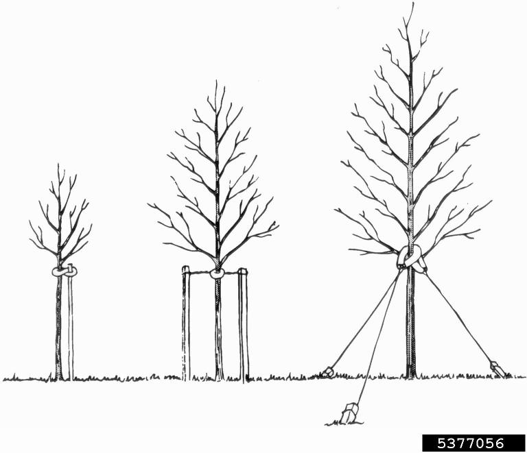 Staking options vary with tree size and location. | International Society of Arboriculture, Bugwood.org