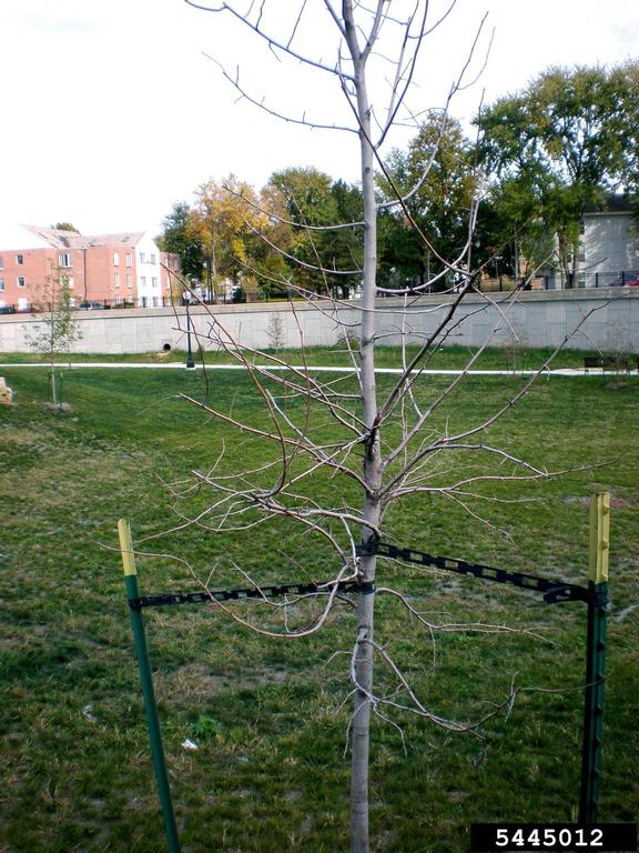 In most cases trees should be staked after planting. | Kate Leifheit, International Society of Arboriculture, Bugwood.org