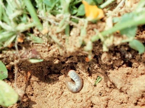White grub feeding on roots. Photo: Steve L. Brown, University of Georgia, Bugwood.org