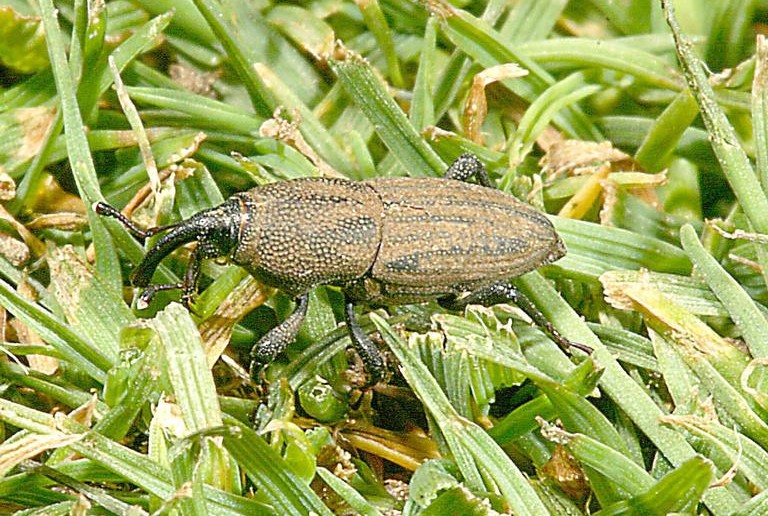 Adult bluegrass billbug in lawn. | David Shetlar, Ohio State Univ., Bugwood.org