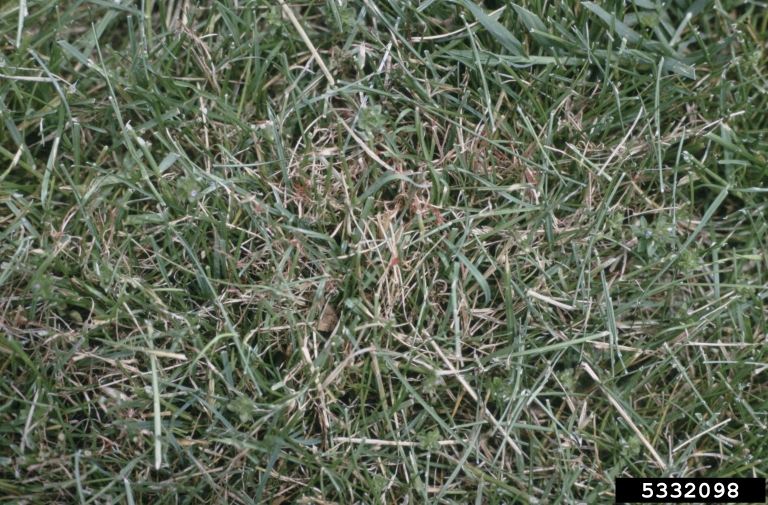 Red thread lawn disease. | Mary Ann Hansen, Virginia Polytechnic Institute and State Univ., Bugwood.org