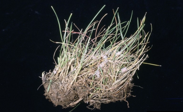 Red thread lawn disease on grass plants. | Mary Ann Hansen, Virginia Polytechnic Institute and State Univ., Bugwood.org