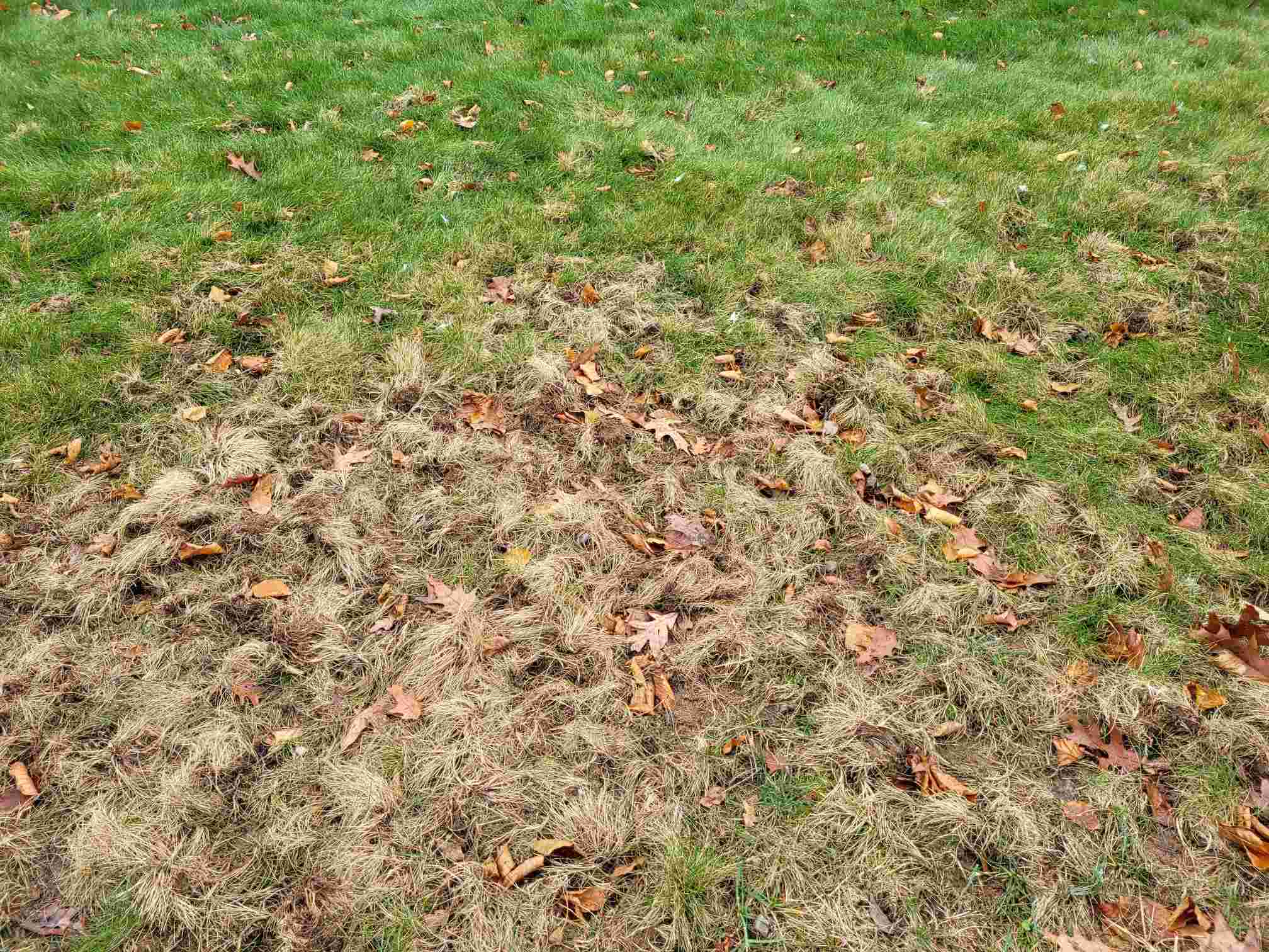 Lawn damage due to skunk digging. | Tom Morgan, Owen Tree & Lawn Care
