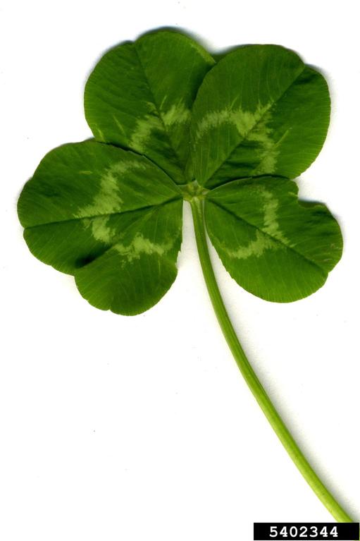 Clover leaf. Photo: Lesley Ingram, Bugwood.org