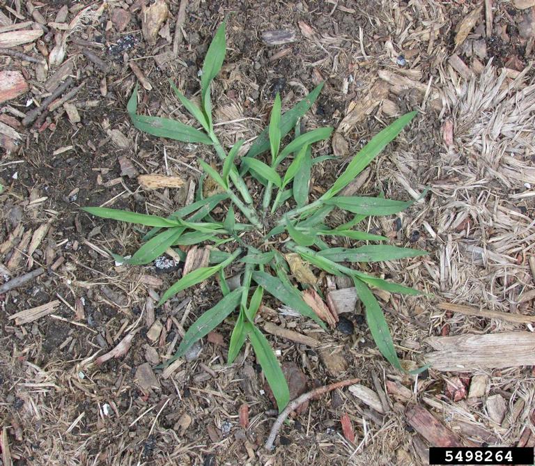 Crabgrass plant. Photo: R Dyer, Bugwood.org 