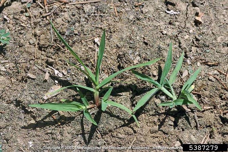 Two crabgrass plants. Photo: Joseph M. DiTomaso, University of California - Davis, Bugwood.org